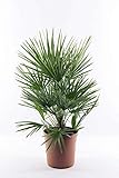 Winterharte Zwergpalme Chamaerops Humilis, ca. 60 cm - Ideal für Gärten & Terrassen, Frosthart & Pflegeleicht, Mehrjährige Gartenp
