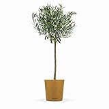 NEU: Bloomify® Olivenbaum 'Olivia' | 80 bis 110 cm großes, mehrjähriges Olivenbaum-Stämmchen | geschützt winterharte und pflegeleichte Oliven-Pflanze für Terasse oder Balkon | sehr ertragreich