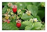 3 Stück Wald-Erdbeeren im Topf (Fragaria vesca) sehr aromatisch