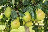 1 Sommerbirnenbaum'Gute Luise' 120-150cm im Topf Obstbaum Birne Pyrus + Dünger für die Jahresdüngung