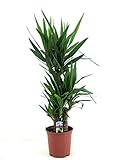 Yucca Elephantipes - Große Zimmerpflanze, 130-140 cm Hoch, Ideal für Innenräume, Pflegeleicht & Dek