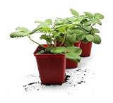 FLORTUS Erdbeerpflanzen Hummi® Klettererdbeere | 3 XXL Pflanzen Erdbeeren im Topf | Klettererdbeeren Pflanzen winterhart mit süßen, großen Erdb