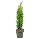 Plant in a Box - Toskanische Zypresse 'Totem' - Cupressus sempervirens - Toskana Säulen Mittelmeerzypresse - Winterhart - Topf 19cm - Höhe 60-80