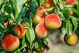 Pfirsichbaum im großen Topf 40/60cm + Dünger für die Jahresdüngung Zwergobst Pfirsich Obst Prunus persica