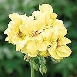 Geranie, erste Yellow.one der härtesten Farben In Geranium.flower Samen Get For Home Garden.bonsai Pflanzen --20 Seeds