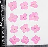 KONGZIR 120 Arten von Druck trockene Hortensien Herbarium for Schmuck Machen Telefonsätze DIY Handwerk Rack Postkarte (Color : Pink)