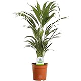 Dypsis Lutescens Areca Palme Tropische Topf-und Zimmerpflanze | 13cm Topf
