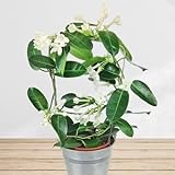 Stephanotis mit weißen Blüten inklusive Übertopf und Grußkarte # Pflanze # Zimmerpflanze # Büropflanze