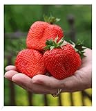 BALDUR Garten Erdbeere 'Sweet Mary XXL®', 3 Pflanzen Fragaria XXL Früchte und XXL Aroma Riesenerdbeeren, winterhart, Fragaria x ananassa, Früchte essbar