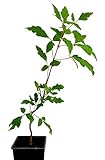 Seedeo® Zimtahorn Pflanze ca. 15cm - 20 cm hoch