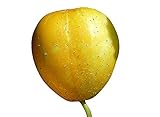 Zitronengurke (Lemon-Gurke) (Blickfang im Garten) 10 S