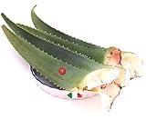 Frische Blätter von Aloe Arborescens ETNEA ​​1 kg GANZE mit Gel für Pater Zago Rezept Nährendes Essen Hautkörper Bio Produktion Sizilien Sizilianisches Italien