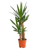 Dehner Yucca-Palme, zweitriebig, ca. 80-90 cm, Ø Topf 19 cm, Zimmerpalme  