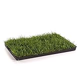 MIAU KATZENGRAS | 60x40cm echtes, saftiges Gras | sofort nutzbar - kein aussäen | kein Samen sondern echtes Gras | weiche, sanfte Grashalme statt scharfer Kanten | Katzengras gegen Haarballen | Spielwiese gegen Langeweile