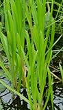 4 Pflanzen Wasserschwaden, starke Wasserreinigung ideal für kleine Teiche, Schwimmteiche, Filterpflanze Teichpflanze Teichpflanzen winterhart