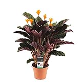 Calathea crocata 'Candela' | Safran-Korbmarante - Zimmerpflanze im Anzuchttopf ⌀14 cm - ↕40-50 cm