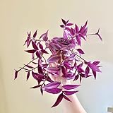 Dreimasterblume Samen, Zimmerpflanzen, bio saatgut, büropflanzen Tradescantia zebrina, wohnzimmer deko grünpflanzen zimmerpflanzen deko wohnzimmer winterharte balkonpflanzen 150p