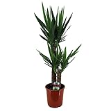 Yucca elephantipes | Palmlilie | Zimmerpflanze groß | Höhe 90-100 cm | Topf-Ø 21 cm