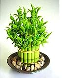 20 Stück Lucky Bamboo Samen Wählen Sie Sorte Complete Dracaena The Seeds