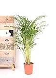 Zimmerpflanze VDA Pflanze Areca-Palme, Goldpalme, Palme - 120cm hoch - ø21cm Topfgröße - Große Zimmerpflanze - Tropische Palme