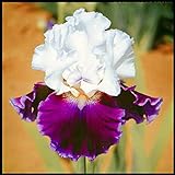 Geeignet Zum Pflanzen Von Iriszwiebeln,Schönen Zierblumen、 Gartenschätzen、Exquisiten Schnittblumen Und Lebenden Grünpflanzen-8Zwiebeln,B