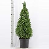 Picea glauca Conica ca. 30 cm Zuckerhutfichte Fichte