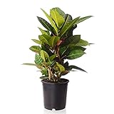 Sense of Home Zimmerpflanze Wunderstrauch - Croton Petra vertakt - trendige & pflegeleichte Indoorpflanze mit großen Blättern - Liefergröße inklusive Topf ca. 50 - 60 cm