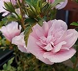 Hibiskus `Pink Chiffon´, gefüllte Blüte, ca. 40-60cm im 3L-Topf