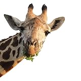Fenstersticker Fensterfolie statisch haftend Lustige Giraffe - DIN A3 - Kinderzimmer Deko Motiv Afrika Deko Fenster Sticker Aufkleber Tiere Selbstklebend - dv1138