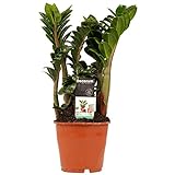 Zimmerpflanze von Botanicly – Glücksfeder – Höhe: 65 cm – Zamioculcas zamiifolia