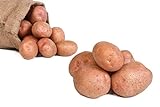 FRUCHTVERSAND24® Kartoffeln Laura (Speisekartoffeln) 25kg