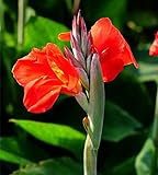 Indisches Blumenrohr,Canna bedeutet harten Willen,Blumenrohr Rhizom,Blumenzwiebeln, Sie können Ihren Hof dekorieren-3 Zwiebeln