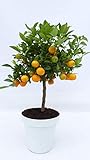 Calamondin Orange Citrus Mitis 70-90 cm Orangenbaum Calamondino, Kalamansi