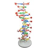 TWY DNA-Modell-Kit für Kinder Gene DNA-Modelle Doppelhelix Wissenschaft Popularisierung Lehrmittel