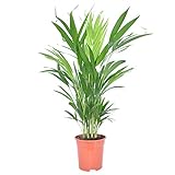 2x Dypsis lutescens | Areca Palme | Zimmerpalme groß | Zwei luftreinigende Zimmerpflanzen | Höhe 65-75 cm | Topf-Ø 17 cm