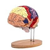 Gehirnanatomiemodell Gehirnpathologie Anatomie Lehrmittel Modell Menschlicher Organe Anatomiemodell Menschliches Gehirn Gehirnmodell Für Psychologie Gehirnmodell Gehirnmodell Anatomie Gehirnmodell