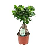Ficus microcarpa Ginseng | Bonsai Baum | Indoor Zimmerpflanzen | Höhe 30-35cm | Topf-Ø 12cm