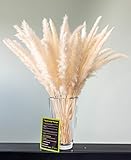 felani® Pampasgras 30 Stück getrocknet - weiß I natürlich & besonders fluffig - echte Trockenblumen Wedel - Wohnzimmer Deko - Phragmites Communis