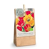 8x Tulipa-Darwin-Hybride | Hybride Tulpenzwiebeln | Frühblüher | Gelbe und rote Blumen | Mehrjährige blühende Pflanzen für den Garten | 10-11cm