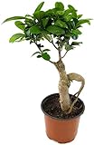 Fangblatt - Ficus Ginseng - zauberhafte Zimmerpflanze mit Charme eines Bonsai - die Zimmerfeige als pflegeleichte Dekoration