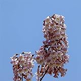 CHTING 30 Stück Paulownia Samen Voller Blumen Pflegeleicht Einfach Zu überleben Einfach Im Garten Zu Züchten Können Als Exquisite Schnittblumen Verwendet Werden