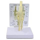 Canine Kniegelenk Model, Tierkörper Anatomie Nachbau des Hunde Stifle für Veterinäramt Lernprogramm