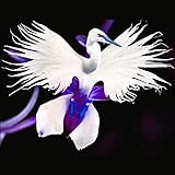 Portal Cool 50 Stücke Japanische Radiata WeiÃŸe Taube Reiher Orchidee Samen Schöne Vogelform Blume