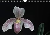 Frauenschuhe - die schönsten Orchideen der Welt (Wandkalender 2022 DIN A4 quer)