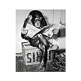 Poster mit lustigem Affen-Motiv und Druck an der Wand, Gorilla-Zeitung, Malerei, Waschraum, Toilette, Dekoration, Kunstbild, 40 x 60 cm, Innenrahmen