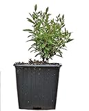 Seedeo® Zwerg-Granatapfel (Punica granatum Nana) Jungpflanze ca. 10 cm höhe