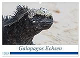 Galapagos Echsen (Wandkalender 2023 DIN A3 quer), Calvendo Monatskalender