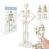 Mini-Mensch-Skelett-Modell Für Anatomie, 17,7'(45cm)-Ganzkörper-Mensch-Skelett-Modell Und Bewegliche Arme Und Beine Auf Kunststoffbasis Für Medizinisches Lehren, Lernen, Bildung, Display, Geschenk