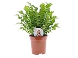 Asplenium nidus 'Crispy Wave' - 30 cm Nestfarn - Luftreinigende Grünpflanze für Zuhause - Pflegeleichte Zimmerpflanze für besseres Raumk