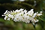 Sommerflieder Schmetterlingsflieder weiße Blüte Buddleja davidii White Profusion Containerware 40-60 cm hoch